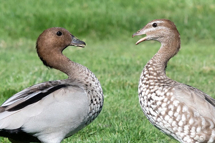 Ducks Of Latrobe | Latrobe Council